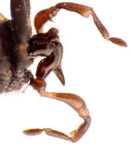 Nemastoma dentigerum